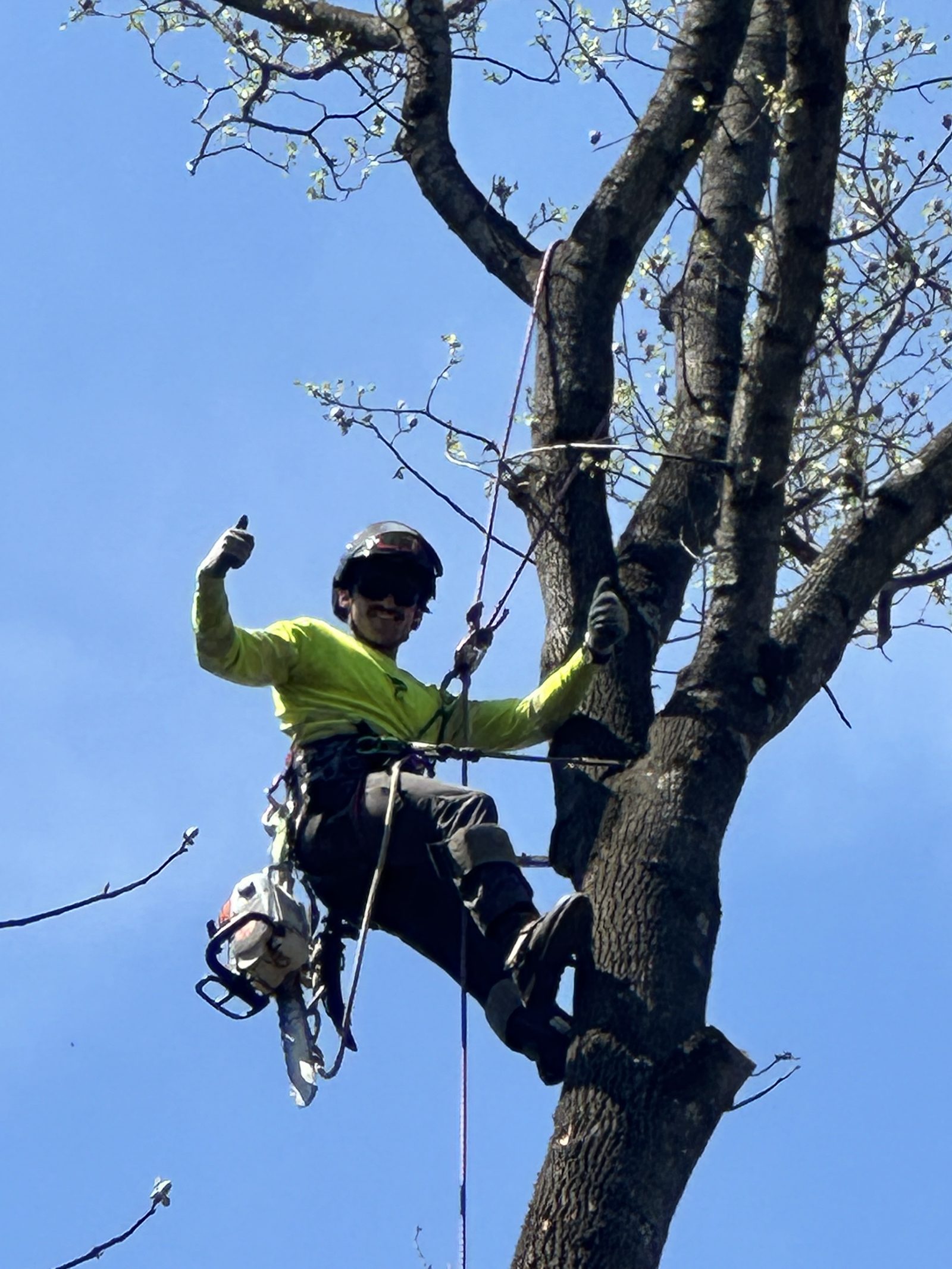 Tyler Rodda roped in and pruning high in a tree